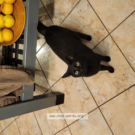 Foto 1/1 Volverine Chat perdido en Ecommoy