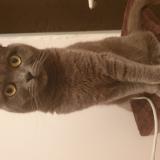 Foto del gato perdido en Saint Priest