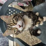 Foto del gato perdido en Honfleur