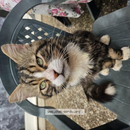 Foto 1/1 Koya Chat perdido en Honfleur