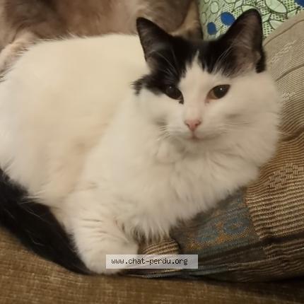 Foto 1/1 Nioky Chat perdido en Marseille