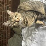 Foto del gato perdido en Onnaing