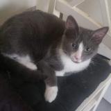 Foto del gato perdido en Marigny Le Lozon