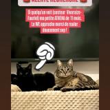 Foto del gato perdido en Saint Etienne