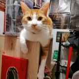 Foto del gato perdido en Saint Just En Chaussee