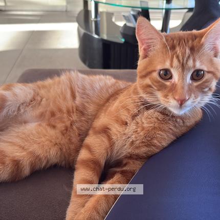 Foto 2/2 Simba Chat perdido en Cuesmes
