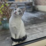 Foto del gato perdido en Quartier Allumette A Croix