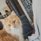 Foto del gato perdido en Graulhet