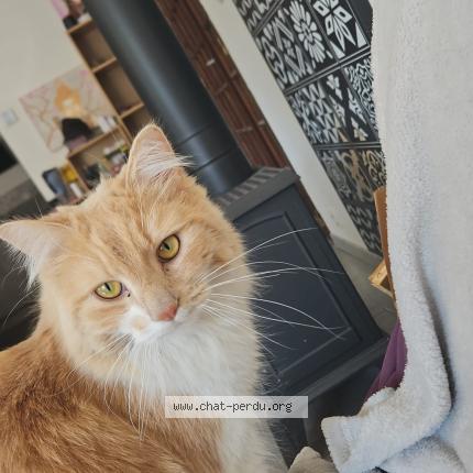 Foto 1/1 Nyx Chat perdido en Graulhet