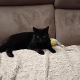 Foto del gato perdido en Compiegne