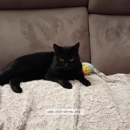 Foto 1/1 Lucky Chat perdido en Compiegne