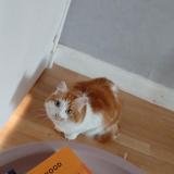 Foto del gato perdido en Le Mans Sarthe 72