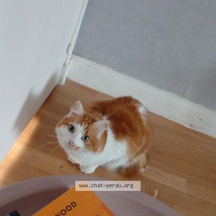 Foto 1/1 Sucre d'orge Chat perdido en Le mans sarthe 72