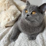 Foto del gato perdido en Montreuil