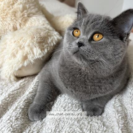 Foto 1/1 Bella Chat perdido en Montreuil