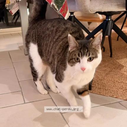 Foto 1/1 Bouchon Chat perdido en Rives du loir en anjou soucell