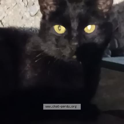 Foto 1/1 Gato encontrado Encontrado en Villeurbanne