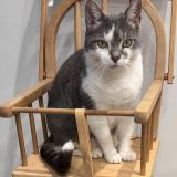 Foto del gato perdido en Echirolles