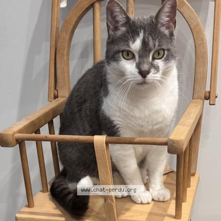 Foto 1/1 Sushi Chat perdido en Echirolles