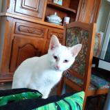 Foto del gato perdido en Amiens