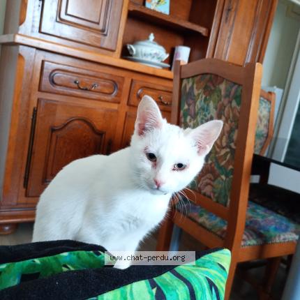 Foto 1/1 Neige Chat perdido en Amiens