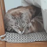 Foto del gato perdido en Le Plessis Grammoire