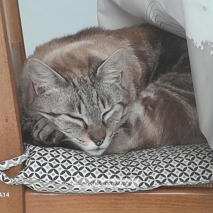 Foto 1/1 Vandamme Chat perdido en Le plessis grammoire