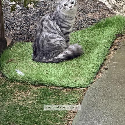 Foto 1/1 Gato encontrado Encontrado en 44100 nantes