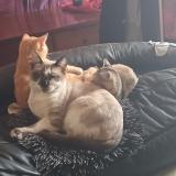 Foto del gato perdido en Montauban