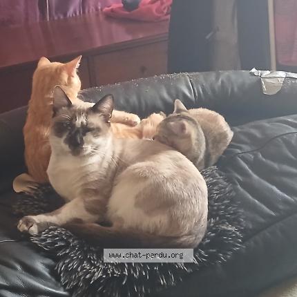 Foto 1/1 Tupac Chat perdido en Montauban