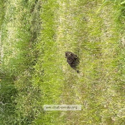 Foto 1/1 Gato encontrado Encontrado en Begles