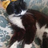 Foto del gato perdido en Livarot