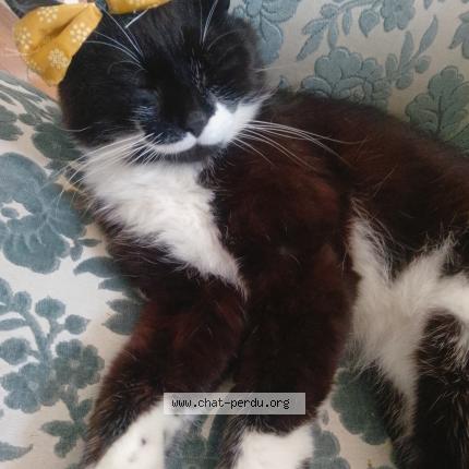 Foto 1/1 Yoko Chat perdido en Livarot