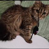 Foto del gato perdido en Nice