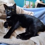 Foto del gato perdido en Dijon