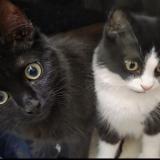 Foto del gato perdido en Tourcoing