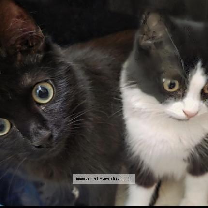 Foto 1/1 LolaETLouis Chat perdido en Tourcoing