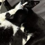 Foto del gato perdido en Saint Jeoire