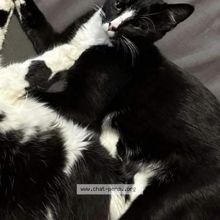 Foto 1/1 Minou Chat perdido en Saint jeoire