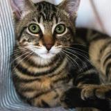 Foto del gato perdido en Couzeix