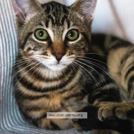 Foto 1/1 Moko Chat perdido en Couzeix