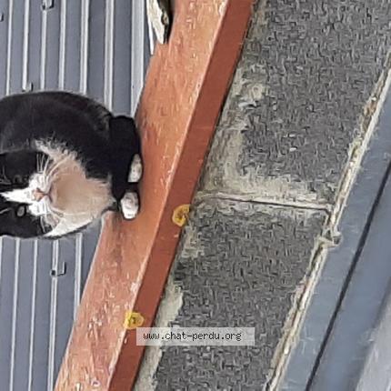 Foto 1/1 Gato encontrado Encontrado en Fretin