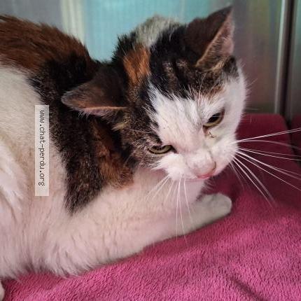 Foto 3/4 Gato encontrado Encontrado en Villebon sur yvette