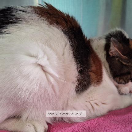 Foto 4/4 Gato encontrado Encontrado en Villebon sur yvette