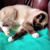 Foto del gato perdido en Pipriac