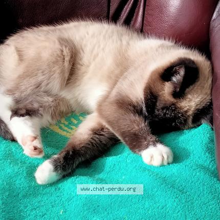 Foto 1/1 Plume Chat perdido en Pipriac