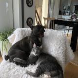 Foto del gato perdido en Guingamp