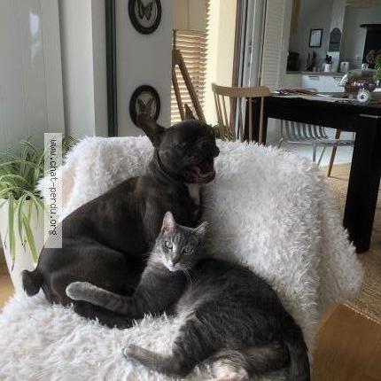 Foto 1/1 Taman Chat perdido en Guingamp