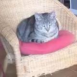 Foto del gato perdido en Chinon