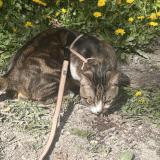 Foto del gato perdido en Perrier